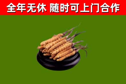 颍东烟酒回收冬虫夏草.jpg
